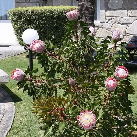 Casa Do Chafariz ויאנה דו קסטלו